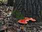 Májgomba (Fistulina hepatica), Budai-hegység